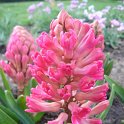 Hyacinthus orientalis 'Hollyhock'